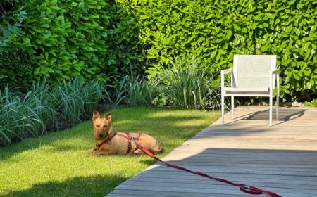 Smart Ideas for a Dog-Friendly Summer Garden in Limited Space