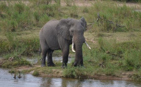 Tanzania Safari Package: Discover the Wild Beauty of Africa