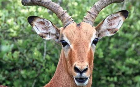 Tanzania Safari Package: Explore Africa’s Untamed Wilderness