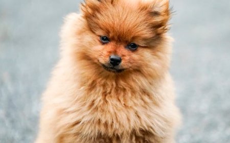 Find Everything You Need at a Pet Food Online Store