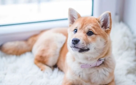 Antibiotic Tablet for Dogs: Essential Guide for Pet Health and Recovery