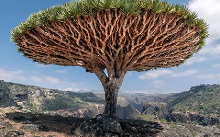 A Nature Lover’s Guide to Socotra Island