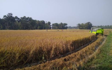Top Kharif Crops in India for a Successful Farming Season