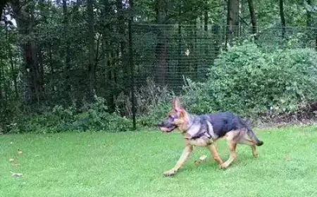 Is There a Reliable Non-Electric Dog Fence System That Actually Works? A Case Study on DIY Dog Fence Kits from PetPlaygrounds.com
