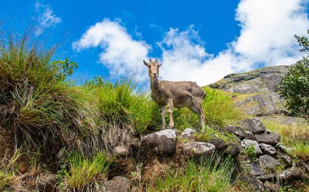 Explore the Natural Beauty of Eravikulam National Park