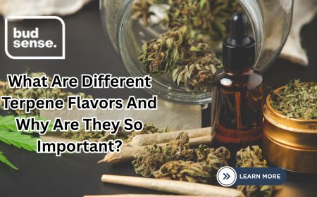 What Are Different Terpene Flavors  And Why Are They So Important?