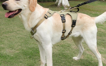 Top Luxury Dog Accessories Your Pup Will Love
