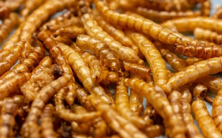 Rapid Expansion in the Mealworms Market: Size, Trends, and Strategic Outlook