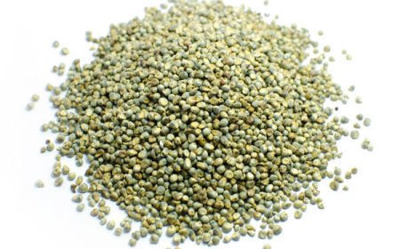 Nature's Powerhouses: Grains and Oil Seeds in Human Nutrition