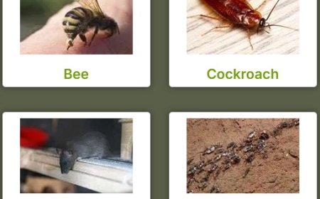 Pest Control Clarkson: Your Guide to a Safer, Pest-Free Home