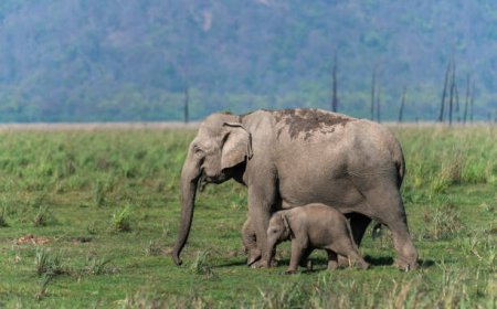 Nainital Jim Corbett Tour: Nature, Lakes & Wildlife Retreat