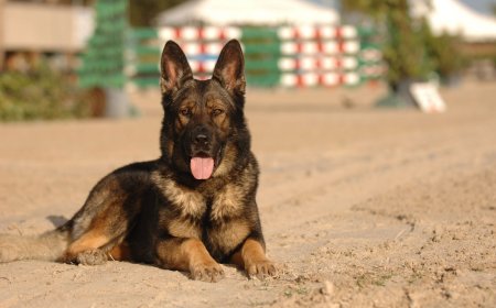 German Shepherd Dogs for Sale | Smart, Strong, & Protective