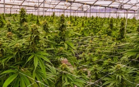 Unlock Bigger Harvests: Why the Best Trellis for Cannabis Makes All the Difference
