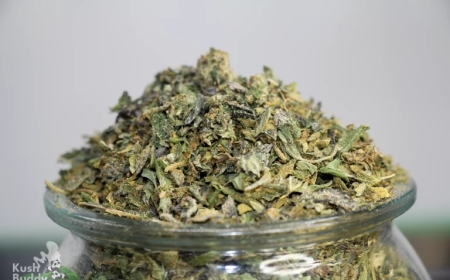 Buy Weed Online in Bulk: Your Guide to Smart Cannabis Purchases