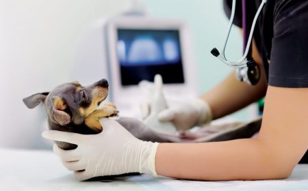 Advancements and Growth Dynamics in Veterinary Ultrasound Market