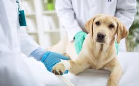 Veterinary Diagnostic Imaging Market Growth Outlook and Trends 2025–2032