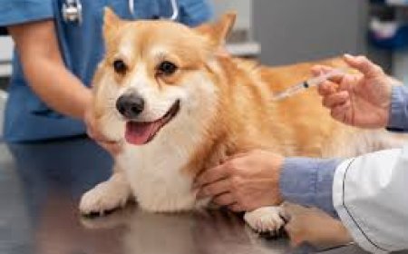Dogs Vaccines Market: Size, Trends, Growth, and Strategic Insights