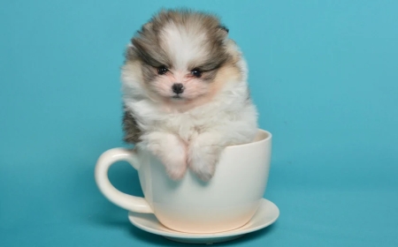 Top 5 Teacup Dog Breeds and How to Care for Them Safely